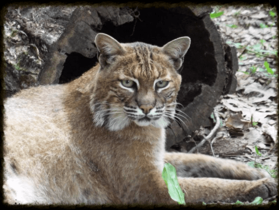 Bobcat